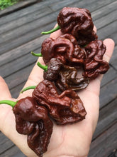Load image into Gallery viewer, Guwa &quot;X&quot; Chocolate (Pepper Seeds)