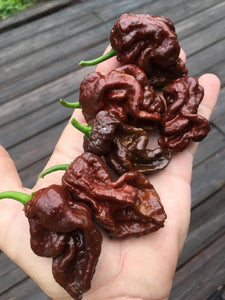 Guwa "X" Chocolate (Pepper Seeds)