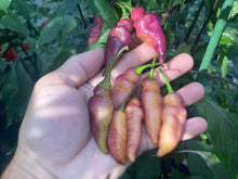 Load image into Gallery viewer, Pink Wendigo (T-E) (Pepper Seeds)