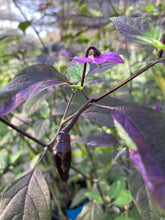 Load image into Gallery viewer, Red Trixster XD (Pepper Seeds)