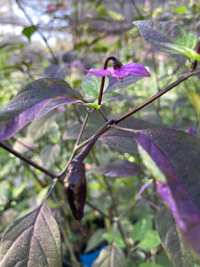 Red Trixster XD (Pepper Seeds)