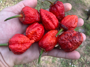 MedullaGum (Pepper Seeds)