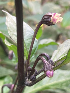 PurpleGum Black Cream (Pepper Seeds)