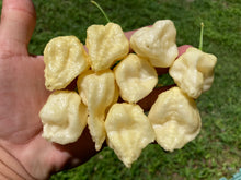 Load image into Gallery viewer, KrémNine (T-E)(Pepper Seeds)