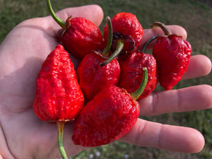 MedullaGum (Pepper Seeds)