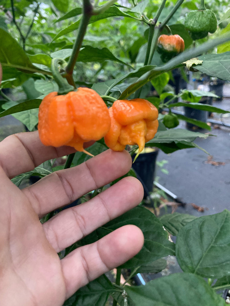 Douglah Inception (Pepper Seeds)(Limited) – Towns-End Chili & Spice