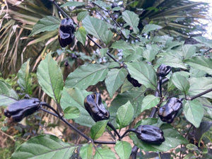 PurpleGum Black Cream (Pepper Seeds)