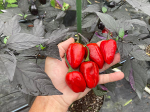 Bryan’s Emperor Blood (Pepper Seeds)