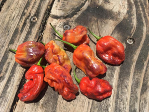 Purple BhutWrecker (Pepper Seeds)