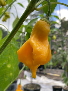 Soul Squeeze (Pepper Seeds)