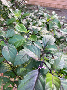 PurpleGum Black Cream (Pepper Seeds)