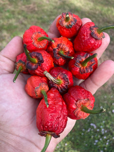 MedullaGum (Pepper Seeds)