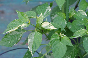 BadFish (Pepper Seeds)