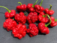 Load image into Gallery viewer, Scotch Bonnet (Red Foodorama) (Pepper Seeds)