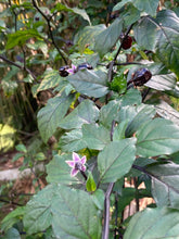 Load image into Gallery viewer, PurpleGum Black Cream (Pepper Seeds)