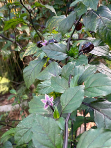 PurpleGum Black Cream (Pepper Seeds)