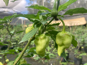 Morangum XLP (Pepper Seeds)