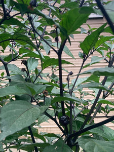 PurpleGum Black Cream (Pepper Seeds)