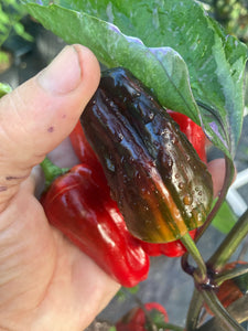 Bryan’s Klingon Blood (Pepper Seeds)