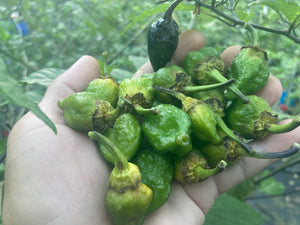 MonsterGum Leopard (Green)(Pepper Seeds)