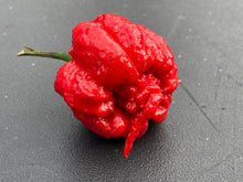 Load image into Gallery viewer, 7 Pot Primo Red (Pepper Seeds)
