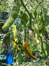 Load image into Gallery viewer, Tiger Thunder (Pepper Seeds)