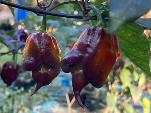 Voltron Caramel (T-E)(Pepper Seeds)