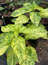 Load image into Gallery viewer, Ninfadora (Pepper Seeds)