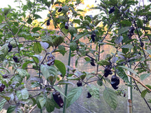 Load image into Gallery viewer, Dark BBG Horizon (Pepper Seeds)