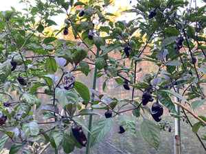 Dark BBG Horizon (Pepper Seeds)