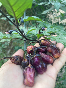 PurpleGum Black Cream (Pepper Seeds)