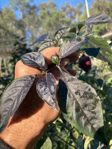 Maroon Voltron (T-E)(Pepper Seeds)