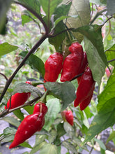 Load image into Gallery viewer, Chupacabra (T-E) (Pepper Seeds)