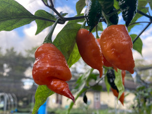 Sharknado Outbreak (T-E)(Pepper Seeds)