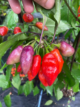 Load image into Gallery viewer, Red Wendigo (T-E) (Pepper Seeds)