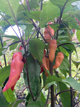 Load image into Gallery viewer, Pink Wendigo (T-E) (Pepper Seeds)