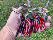 Load image into Gallery viewer, Lost Boys (T-E) (Pepper Seeds)