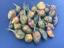 Load image into Gallery viewer, MonsterGum Leopard (Mustard)(Pepper Seeds)