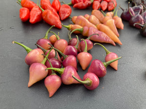 Chuparita Mix) (T-E) (Pepper Seeds)