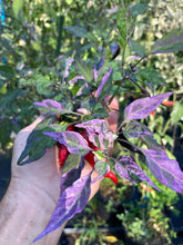 Load image into Gallery viewer, Corvinas (T-E) (Pepper Seeds)