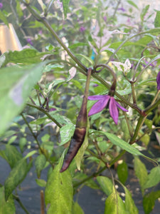 Corvinas (T-E) (Pepper Seeds)