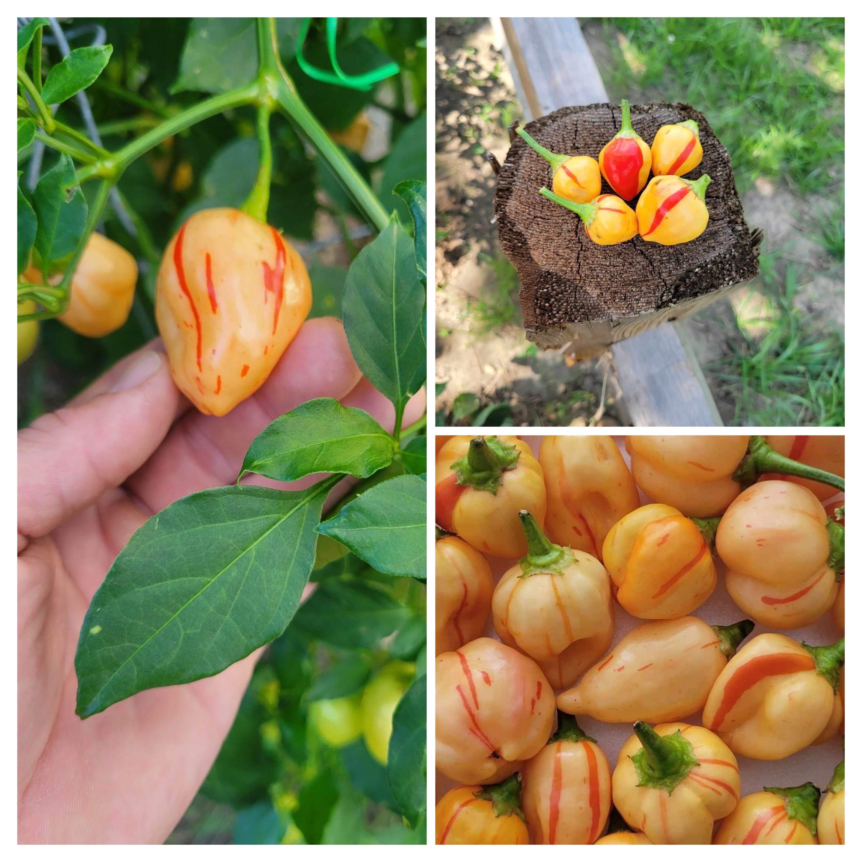 Peppapeach Stripey (Pepper Seeds) – Towns-End Chili & Spice