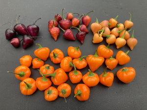 Chuparita (Mix)(T-E) (Pepper Seeds)