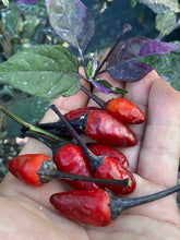 Load image into Gallery viewer, Red Trixster XD (Pepper Seeds)
