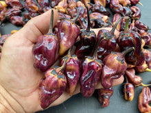 Load image into Gallery viewer, Dark BBG Horizon (Pepper Seeds)