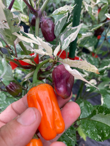 Tiger Anaheim Purple (Pepper Seeds)
