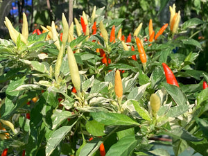 Hot Pallet (Pepper Seeds)