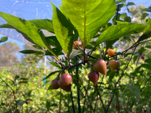 Chuparita (Mix)(T-E) (Pepper Seeds)