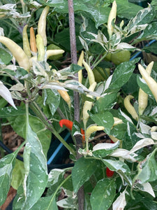 Hot Pallet (Pepper Seeds)
