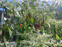 Load image into Gallery viewer, Tiger Thunder (Pepper Seeds)